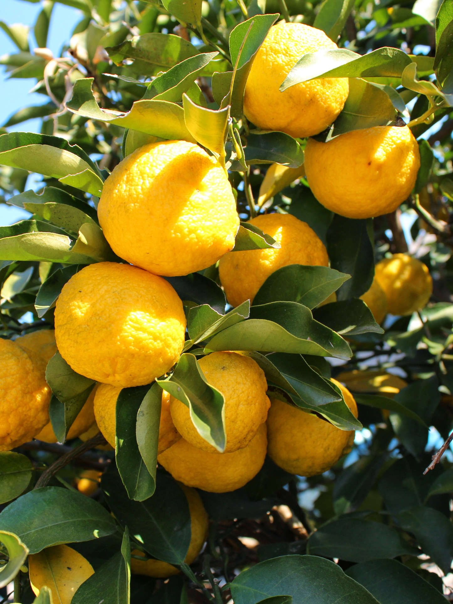 Bougie Yuzu ACQUA DI PARMA