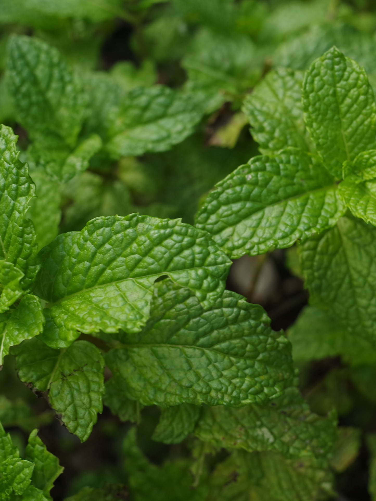 Diffuseur Menthe Verte CARRIÈRE FRÈRES