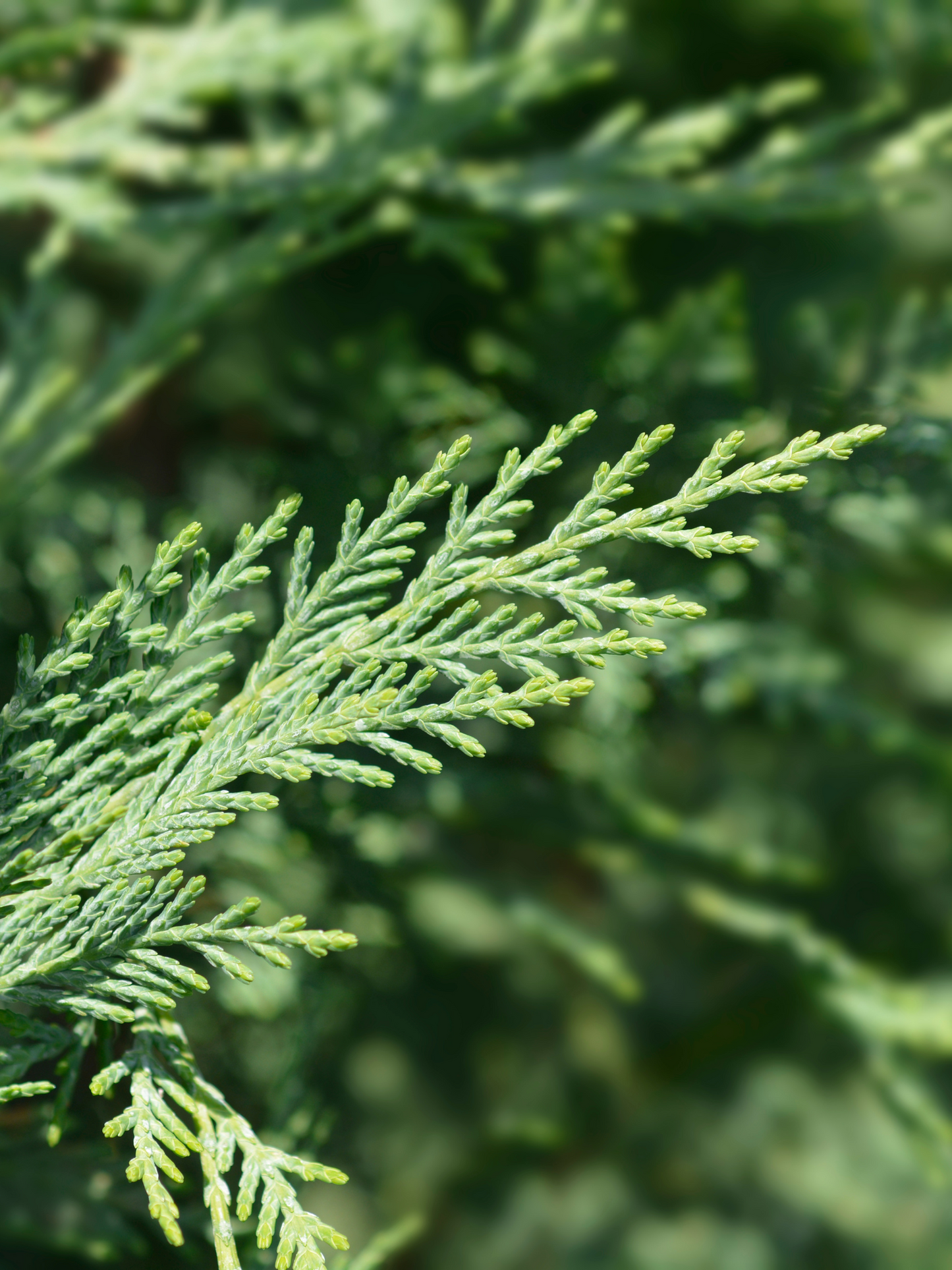 Eau de parfum Hwyl AESOP