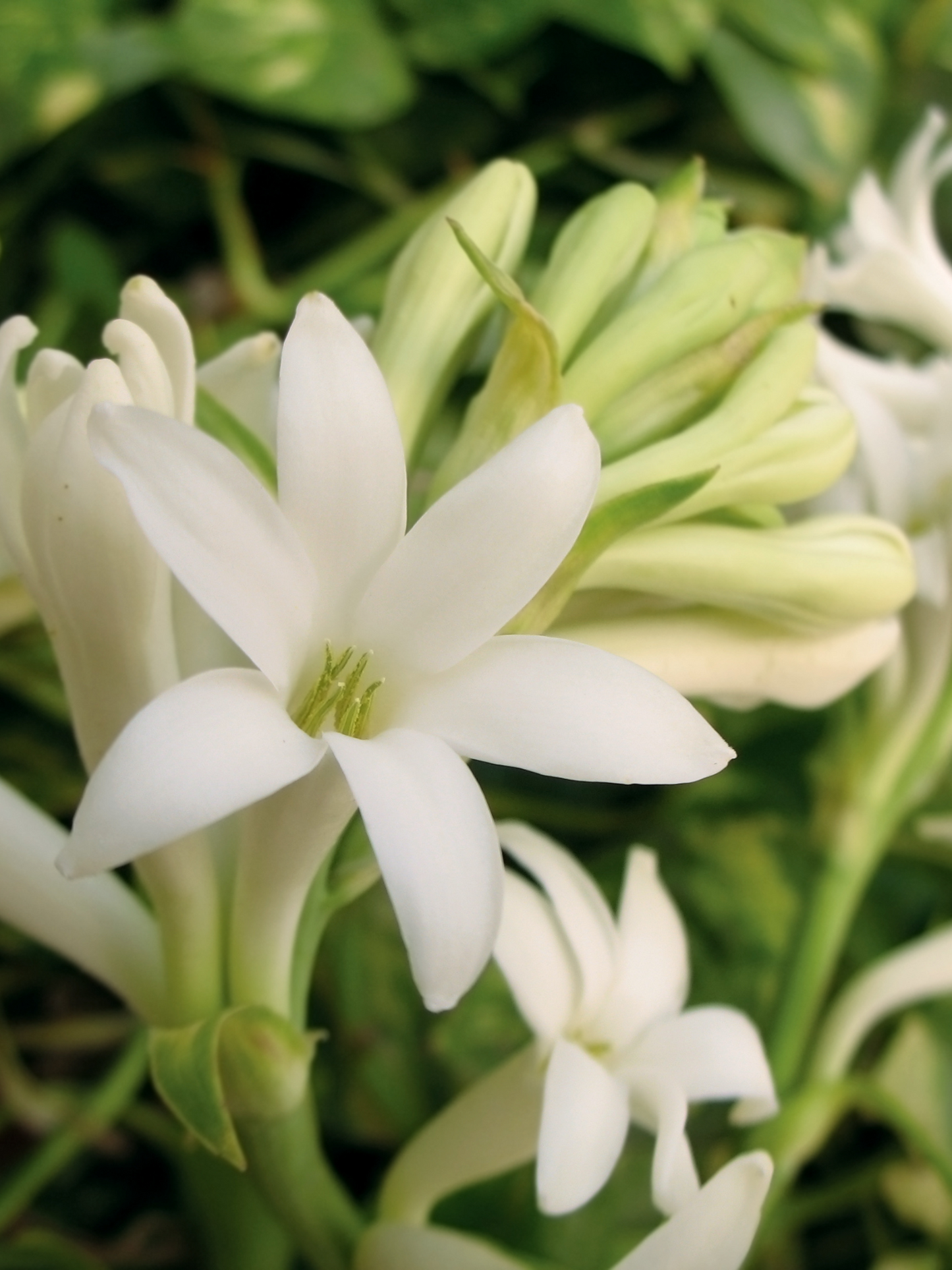 Eau de parfum Tubéreuse Impériale BDK