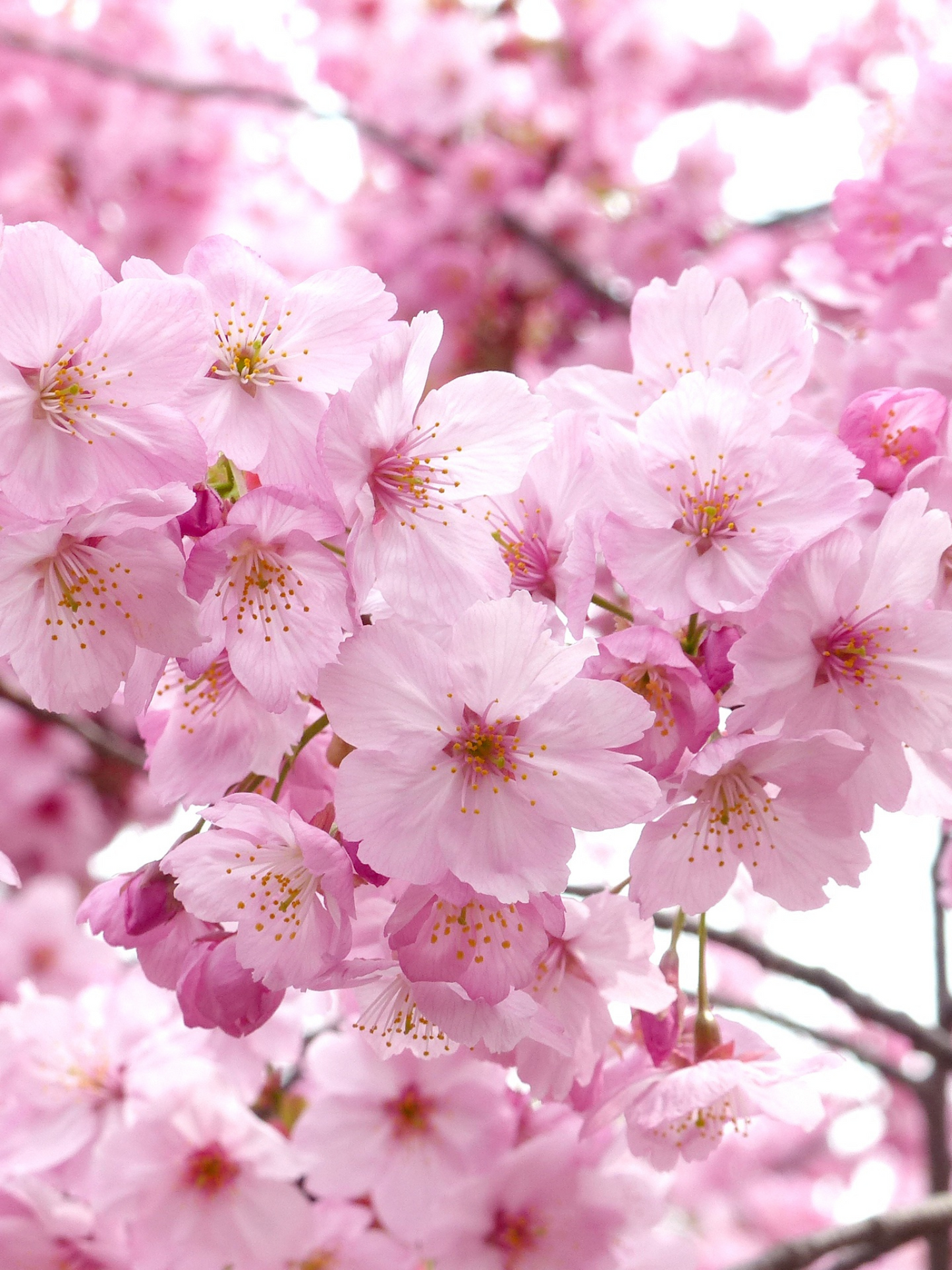 Eau de parfum Sakura ACQUA DI PARMA