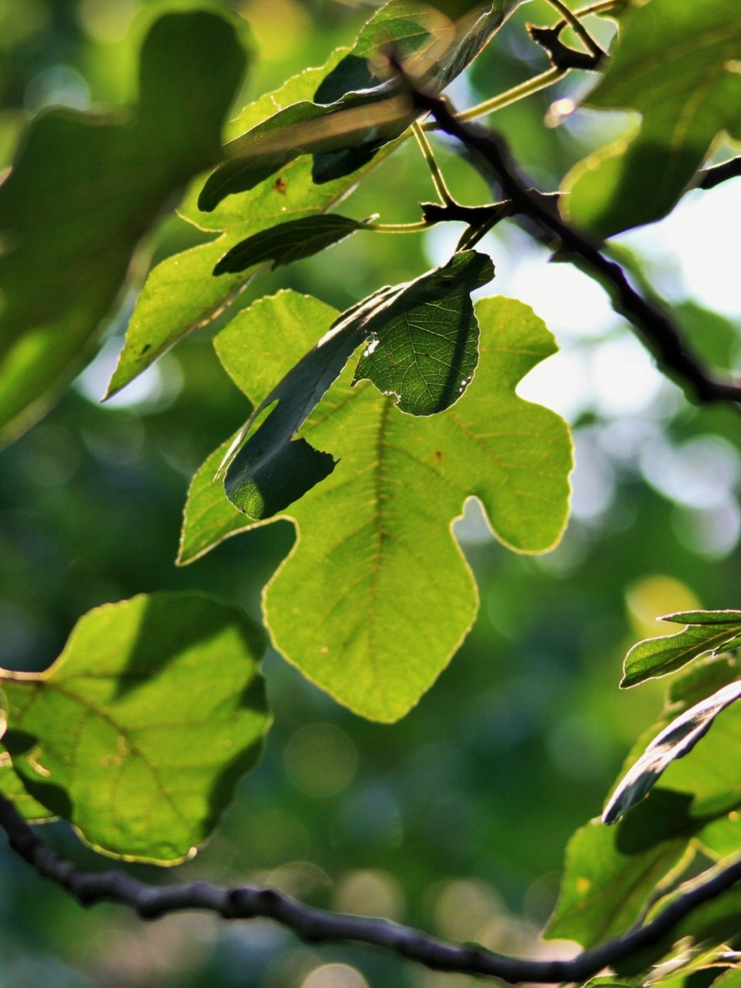 Eau multiple Feuilles de figuier KERZON