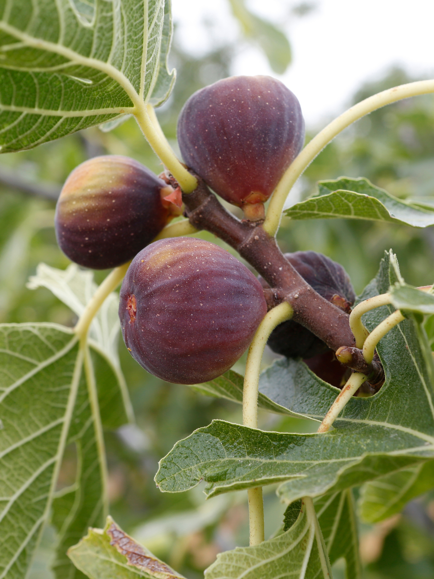 Eau de Parfum I Fig You FASCENT