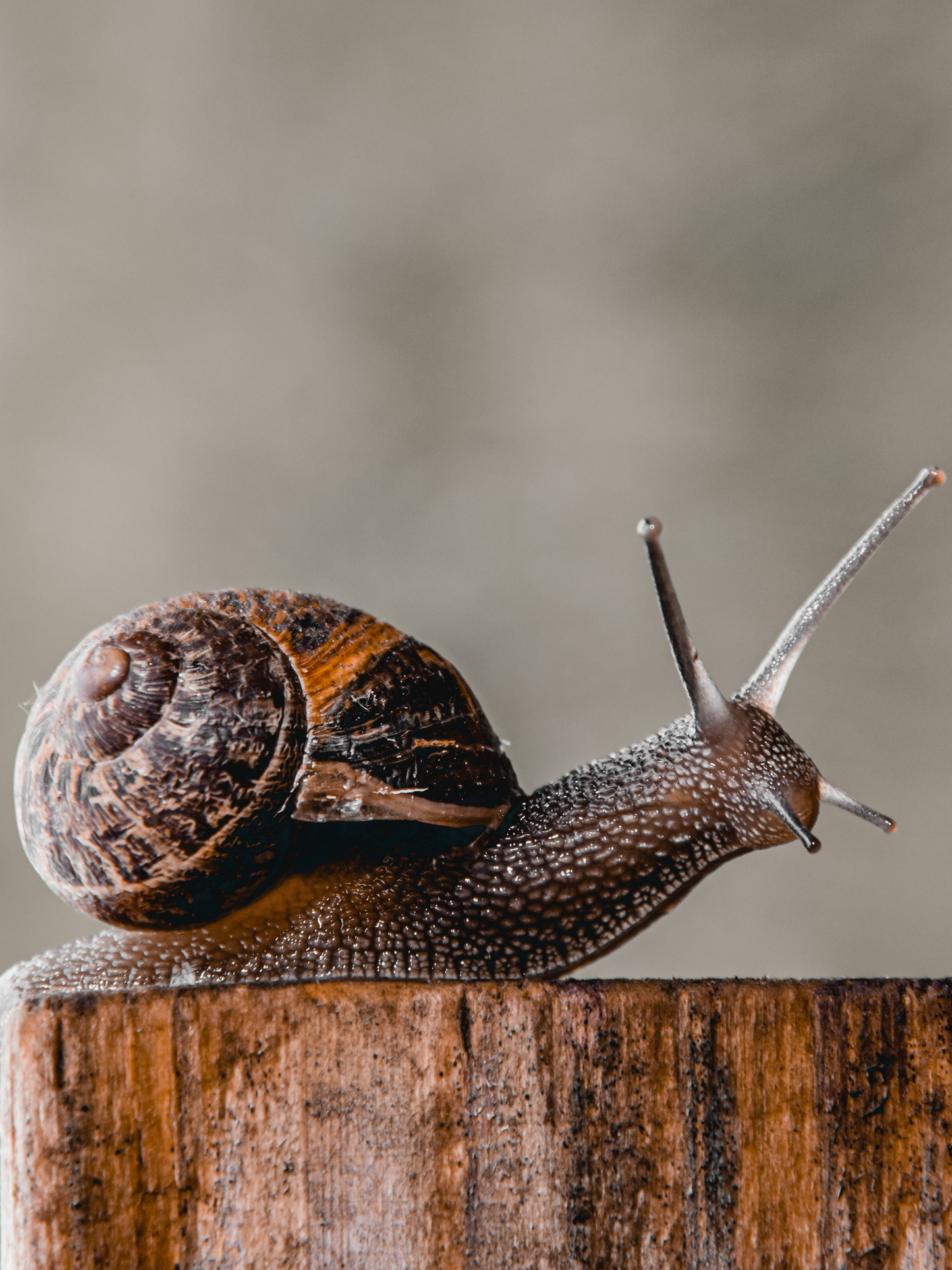 Crème regénérant Snail 92 CORSX