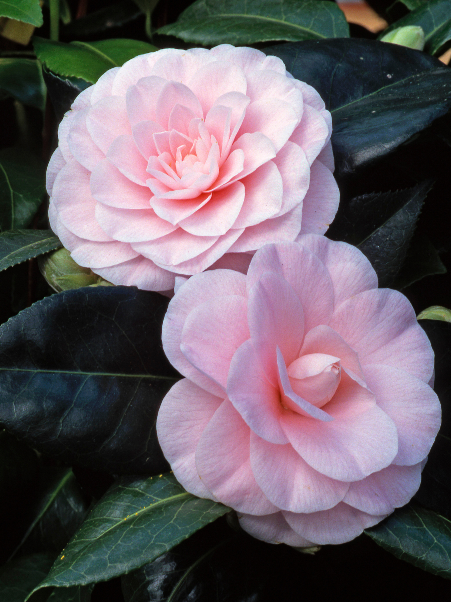 Eau de parfum Camelia ACQUA DI PARMA