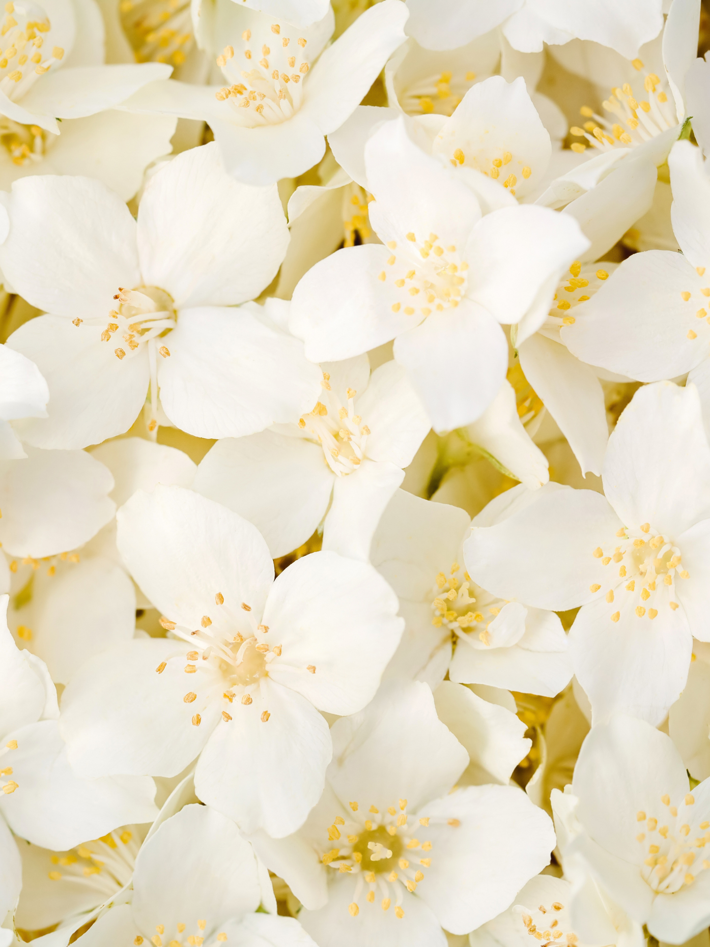 Voile satin DIPTYQUE