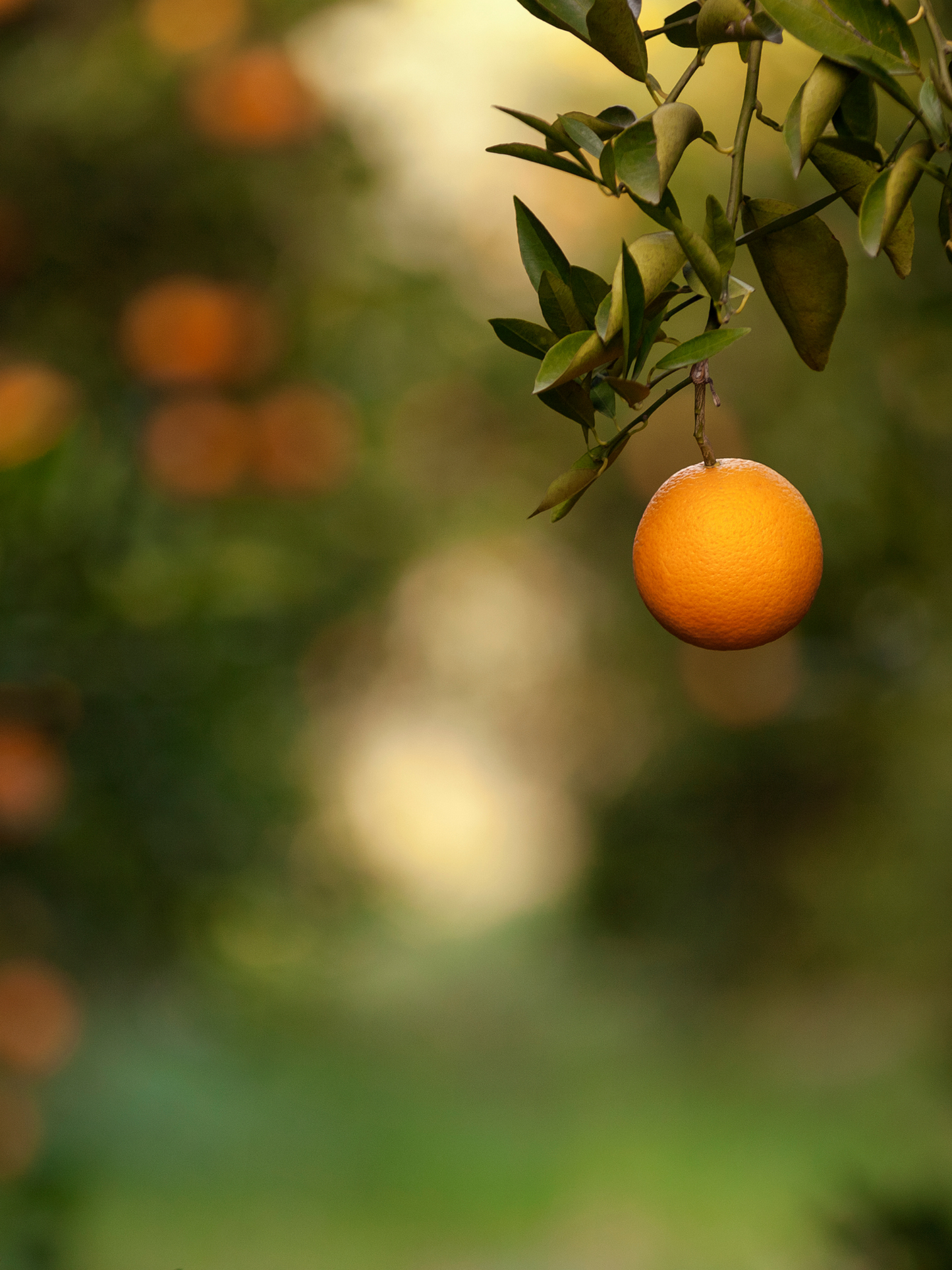 Eau de Parfum Azemour Les Orangers PARFUM D'EMPIRE