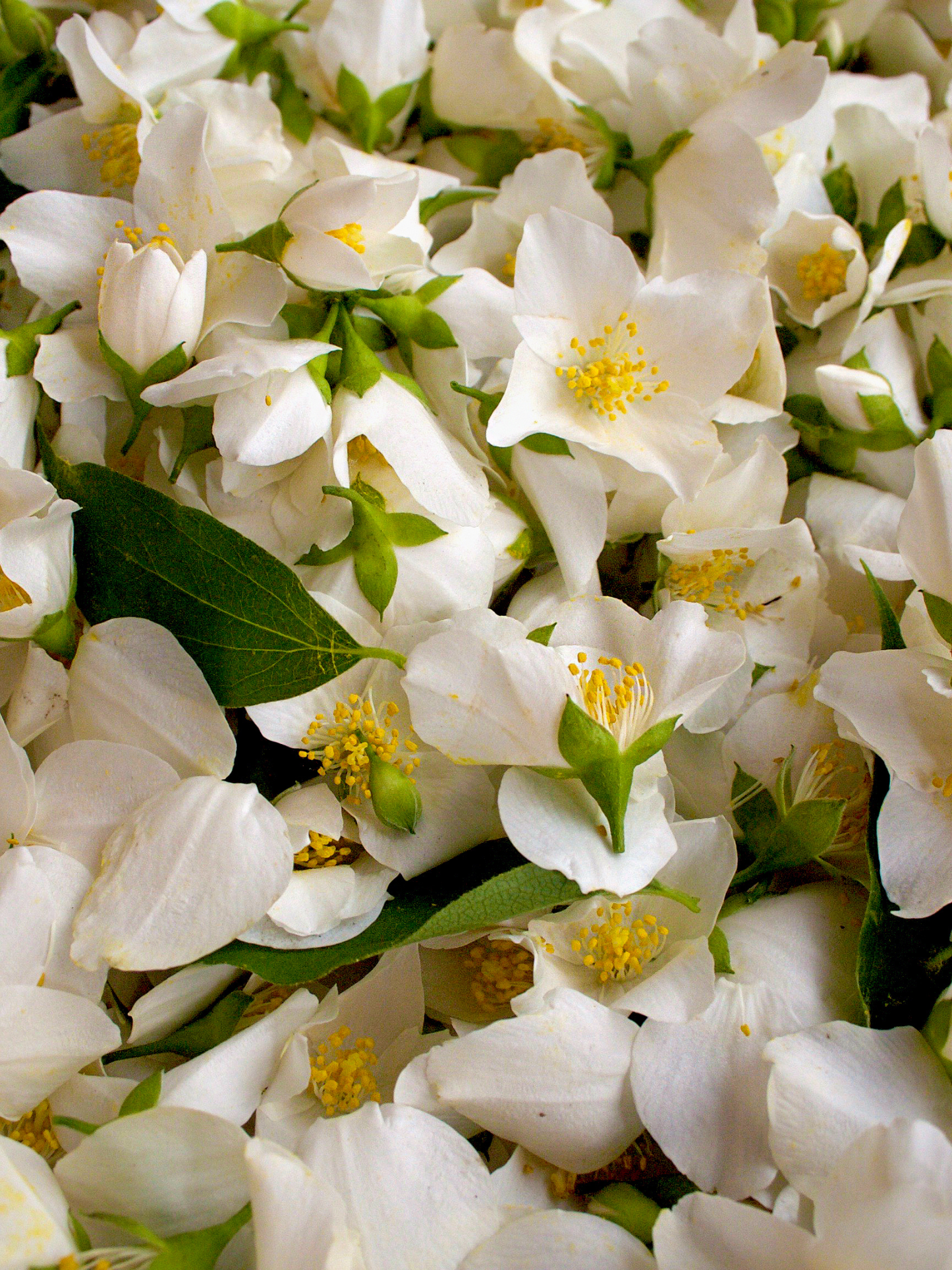 Eau de Parfum Osmanthus Interdite PARFUM D'EMPIRE